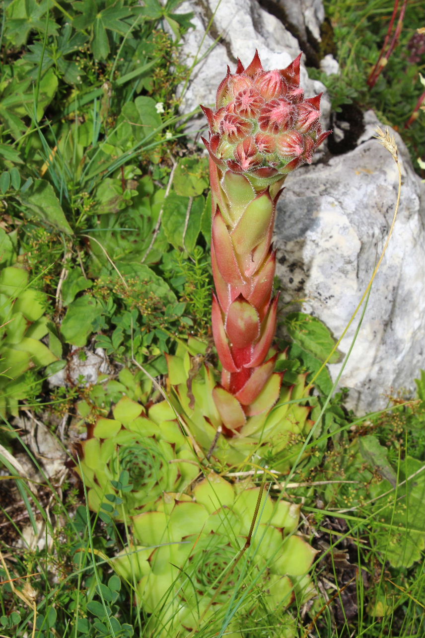 Sempervivum tectorum